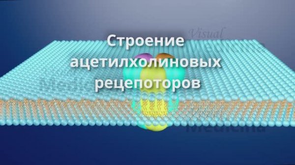 Ацетихолиновые рецепторы