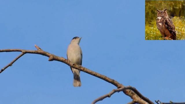 Славка-черноголовка - Sylvia Atricapilla