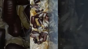 Вылупление туркменских тараканов