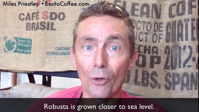 What's the difference between arabica and robusta coffee? by Miles Priestley of Besitocoffee.com смотреть онлайн