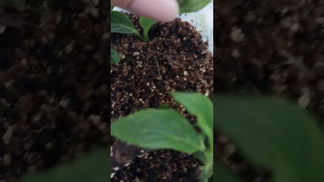 укоренение черенков гортензии Ванила Фрайз 