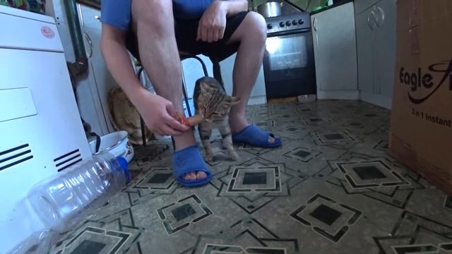 Как Напугать Кота Сосиской!Лайфхак. Как Мужик кота кормил смотреть онлайн