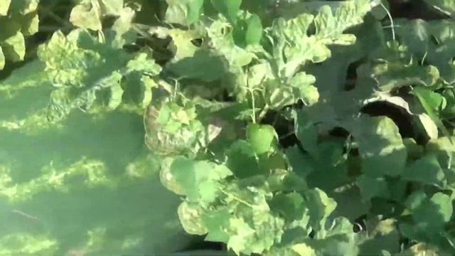 Арбуз Карнак F1 (Nasco 158), очень урожайный, очень сладкий арбуз смотреть онлайн