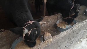 Откорм бычков на мясо/fattening bulls for meat