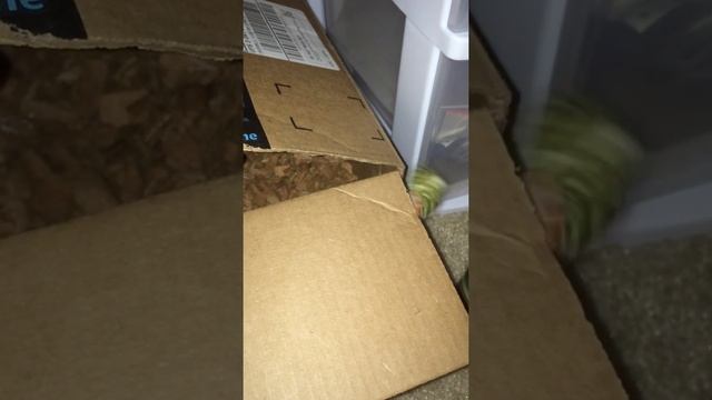 Наш домашний рак отшельник 2 смотреть онлайн