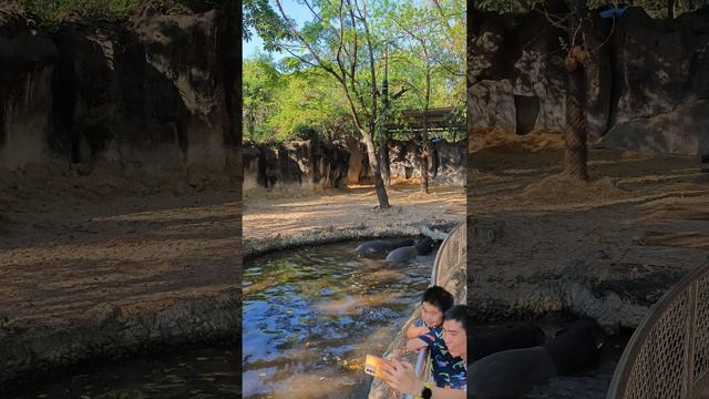 тапиры в бангкокском сафари парке смотреть онлайн