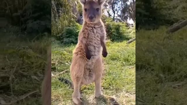 Какой маленький и милый кенгуру. смотреть онлайн