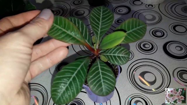 КОМНАТНЫЕ ЦВЕТЫ. смотреть онлайн