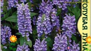 Непета Голубая луна. Краткий обзор, описание характеристик nepeta hyacintho luna Голубая луна