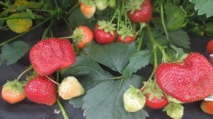 Сорт клубники Мармелада  - саженцы клубники из питомника можно -купить в Витебске