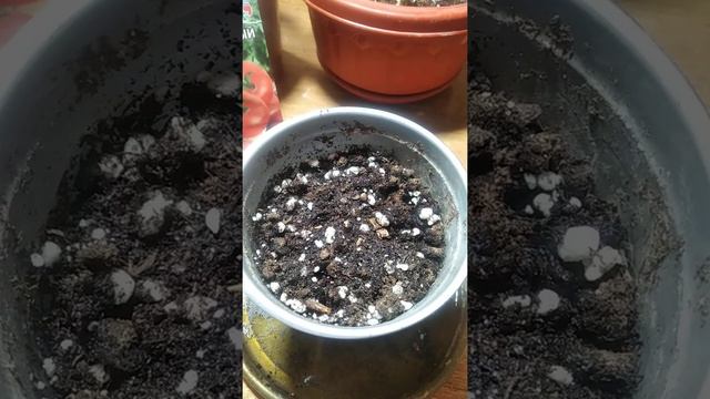 томат оконно-балконный посадка 🍀 смотреть онлайн