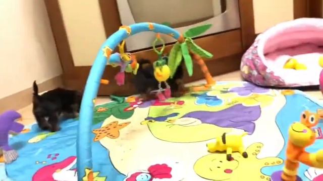 ЙОРКШИРСКИЙ ТЕРЬЕР -ПРОДАЖА. смотреть онлайн