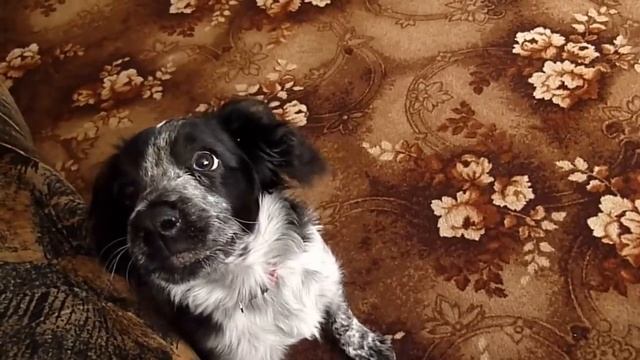 Дрессировка Русского Спаниеля смотреть онлайн