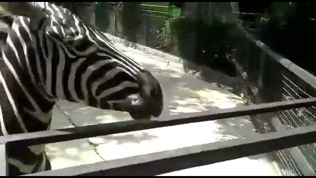ПОЮЩАЯ ЗЕБРА. FUNNY ANIMALS.  FUNNY ZEBRA