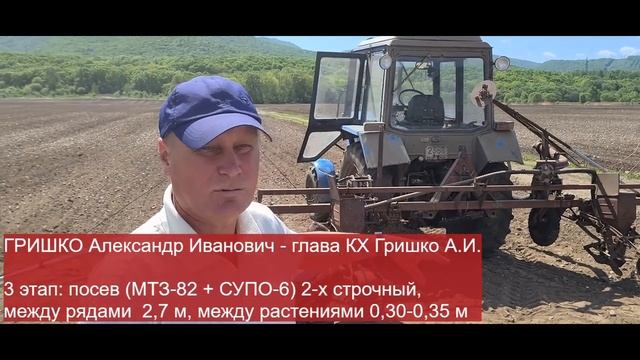 2 этап выращивание органической тыквы в КХ Гришко АИ посев тыквы 25.05.2021 смотреть онлайн