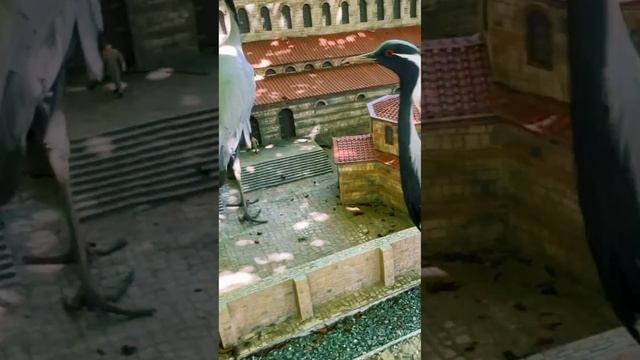 Наглые птицы в Крыму смотреть онлайн