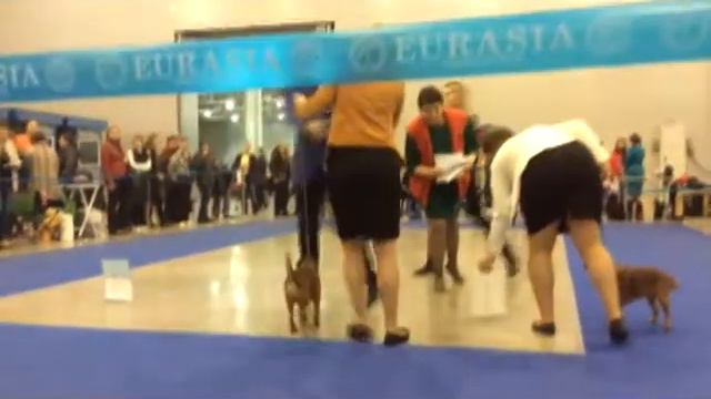 Брабансоны Евразия2 - 2015