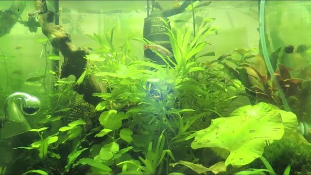 Нимфея тигровая или кувшинка (Nymphaea lotus) смотреть онлайн