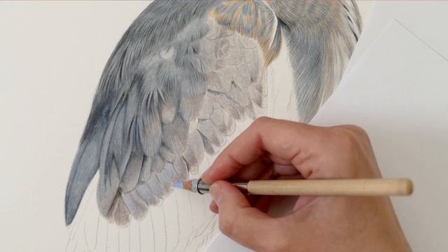 Drawing a Heron in Colored Pencil | Realistic Bird Drawing | Wildlife Artist смотреть онлайн