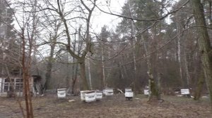 МЕДОНОСЫ ПЧЁЛАМ ВОКРУГ ПАСЕКИ какие посадить.