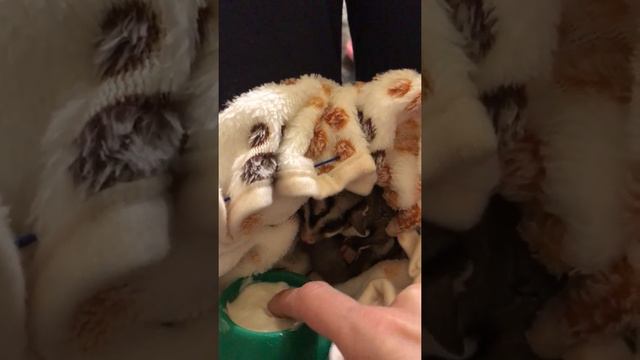 Избалованный сахарный поссум Витя смотреть онлайн