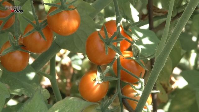 Томаты вмиг заплодоносят, фитофторы не будет никогда. Подкормите в Августе! смотреть онлайн