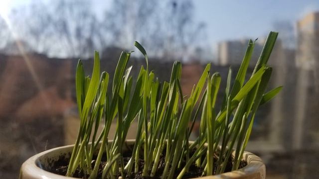 Е.Хосровян Кочари фонограмма смотреть онлайн