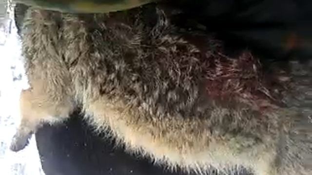 Охота на шакала смотреть онлайн