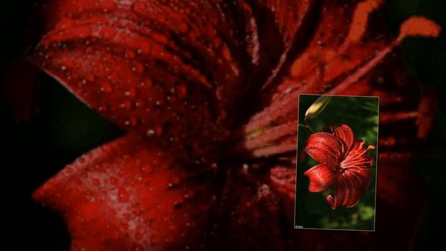 ???Hibiscus is a genus of flowering plants in the mallow family Malvaceae.??? смотреть онлайн