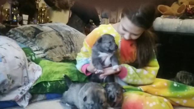 Щенки-гибриды ЗСЛ/ВОЛК (возраст 10 дней) смотреть онлайн