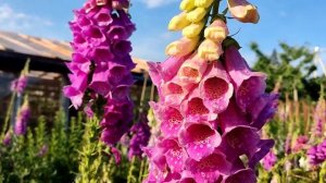 Наперстянка. Цветение в 2023г.