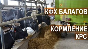 Кормление молочного КРС. Кормораздатчик. Состав кормов. КФХ Балагов. Кабардино-Балкария.