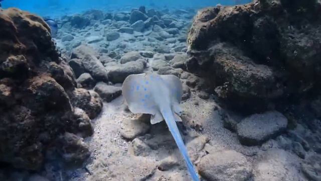 Hurghada, Egypt, snorkeling смотреть онлайн