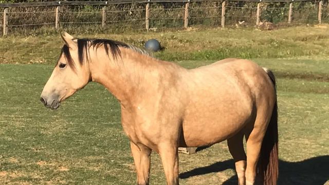 RBD Catalina Rose’s Story (Morgan Horse) смотреть онлайн