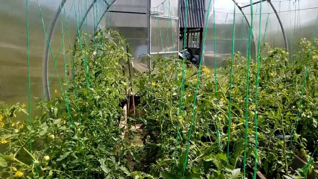 Приехал полить огород на даче,  заодно посмотрел как растут наши посадки - 19 июля 2023 года.