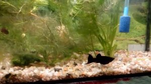 ? Роды моллинезии