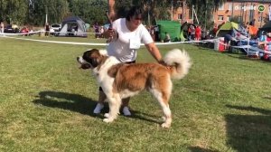 ТОП 5 Пород собак для ОХРАНЫ частного дома