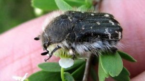 КТО ест ЛЕПЕСТКИ у РОЗ? ВРЕДИТЕЛИ, от которых НЕВОЗМОЖНО избавиться!