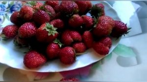 Необычный сорт клубники -Черный принц..