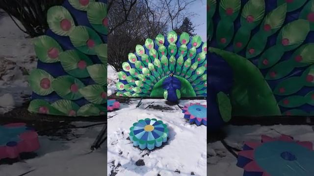 Первые перелетные птицы принесли Весну! И это павлин! смотреть онлайн