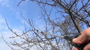 ПЕРВАЯ ВЕСЕННЯЯ ОБРАБОТКА САДА ДО РАСПУСКАНИЯ ПОЧЕК.