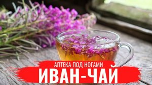 ИВАН-ЧАЙ (Кипрей) / о правилах сбора, нюансах заготовки и приготовлении настоев / Аптека под ногами