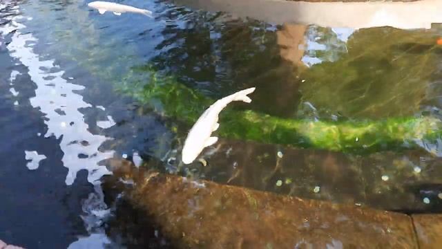 Рыбки 3 смотреть онлайн