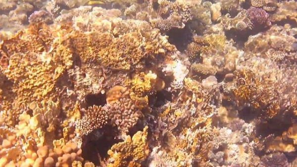 Риф отеля Amphoras blu.(Amphoras Aqua)