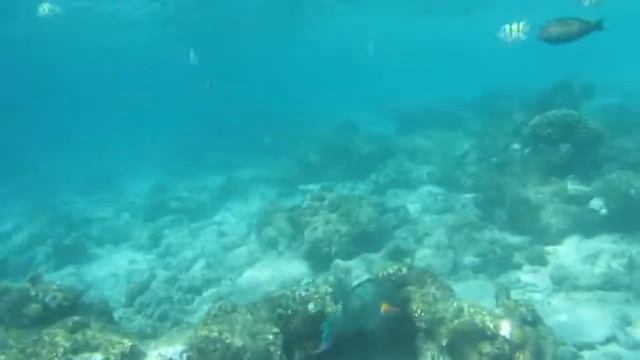 Snorkeling At Kurumba Maldives Reef