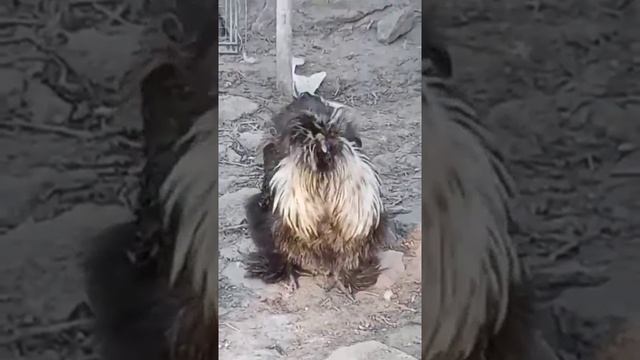 Китайский шелковый петух бесится смотреть онлайн