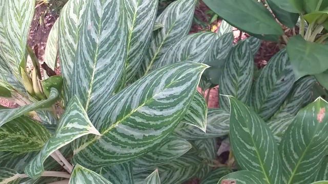 Aglaonema 'White Stem'