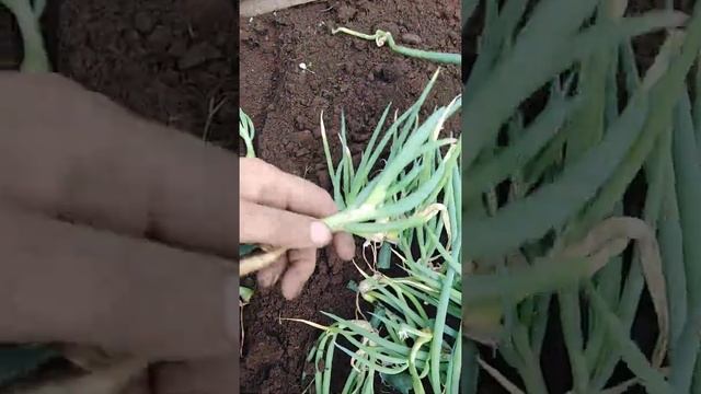 Многоярусный лук смотреть онлайн