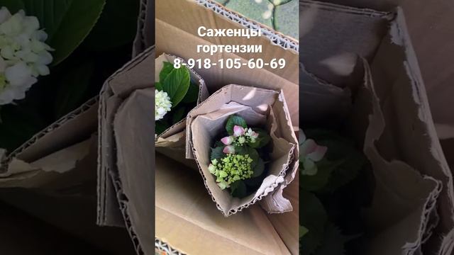 Гортензии крупнолистные саженцы смотреть онлайн