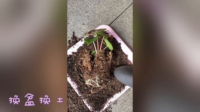 Alocasia pink dragon 海芋小粉龙跟我回家咯 смотреть онлайн